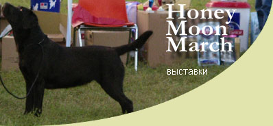 выстваки